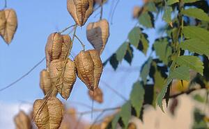 Мыльное дерево (Кельрейтерия метельчатая) фото