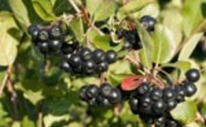 Арония черноплодная (Рябина черноплодная) фото