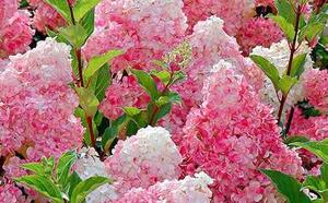 Гортензия метельчатая фото