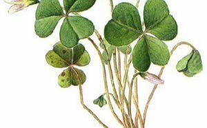 Кислица обыкновенная фото