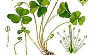 Кислица обыкновенная фото