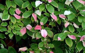 Актинидия коломикта фото