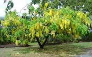 Бобовник анагиролистный фото