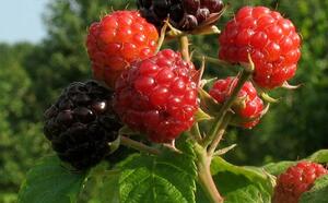 Малина западная фото