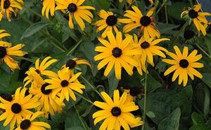 Рудбекия блестящая фото