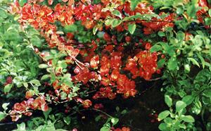 Айва японская фото