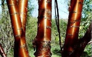 Черемуха Маака фото