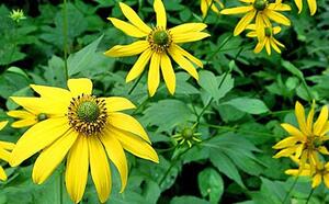 Рудбекия рассеченная фото