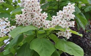 Катальпа бигнониевидная фото