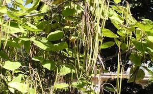 Катальпа бигнониевидная фото