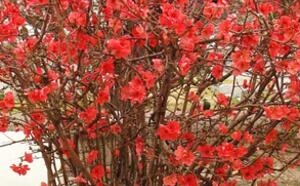 Айва великолепная фото