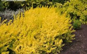 Барбарис Тунберга 'Aurea' фото