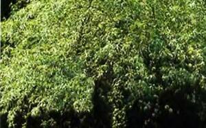 Груша иволистная фото