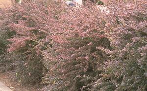 Барбарис обыкновенный 'Atropurpurea' фото