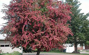 Боярышник вылощенный фото