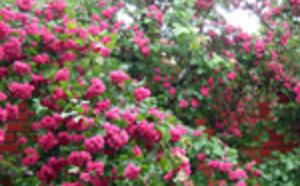 Боярышник вылощенный фото