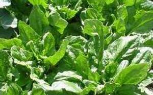 Шпинат фото