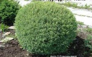 Ива пурпурная фото