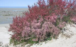 Тамарикс ветвистый (Гребенщик) фото