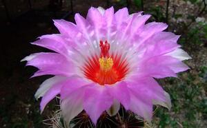 Телокактус двуцветный фото