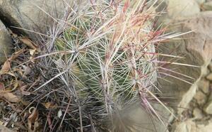 Телокактус двуцветный фото