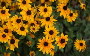 Рудбекия волосистая фото