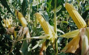 Кукуруза сахарная фото