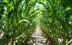 Кукуруза сахарная фото