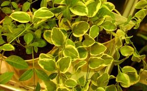 Барвинок малый Aurea Variegata фото