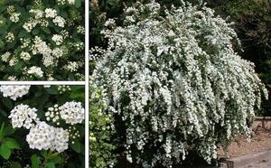 Спирея Вангутта фото