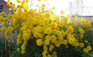 Рудбекия рассеченная 'Goldball' фото