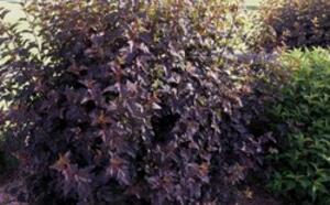 Пузыреплодник калинолистный 'Diabolo' фото