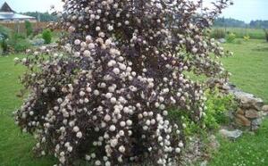 Пузыреплодник калинолистный 'Diabolo' фото