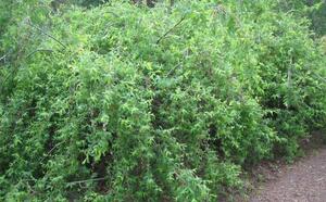 Ива цельнолистная 'Pendula' фото