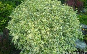 Дерен белый 'Aurea' фото