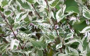 Дерен белый 'Aurea' фото