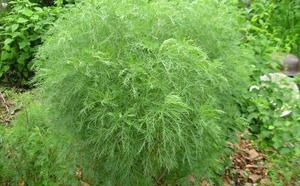 Полынь древовидная "Божье дерево" фото