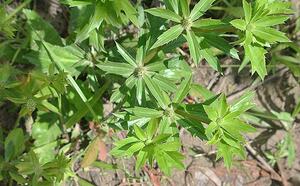 Синеголовник пахучий фото