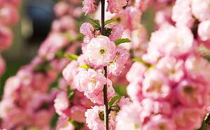 Миндаль степной фото