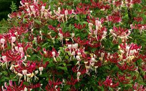 Жимолость каприфоль фото