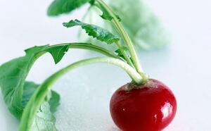 Редис посевной 'Cherry Bomb' фото