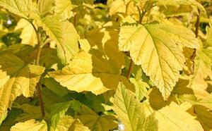 Пузыреплодник калинолистный 'Dart`s Gold' фото