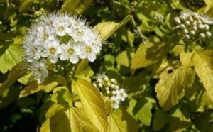 Пузыреплодник калинолистный 'Dart`s Gold' фото