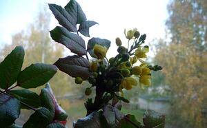 Магония падубалистная фото