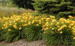 Лилейник желтый фото