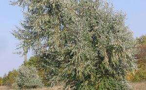 Лох узколистный фото