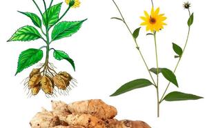 Топинамбур фото