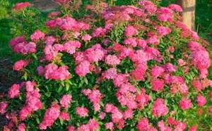 Спирея японская фото