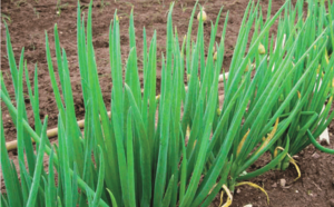 Лук батун фото