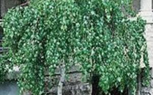 Береза  повислая 'Youngii' фото